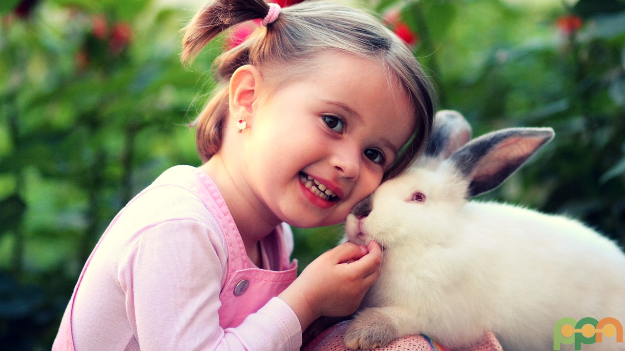 5 Steps To Getting The Perfect House Pet